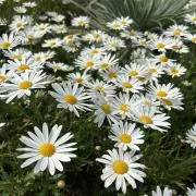 しろ‎❁の画像