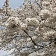かゆゆの画像