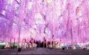 chima☆の画像