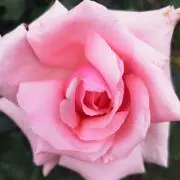 きんちゃんの画像