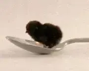 Image of ひよこ田