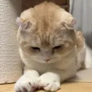 ライム❤︎の画像