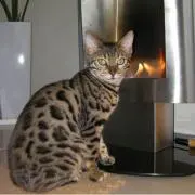 HighlandCatの画像