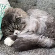 meru