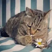 まめこ