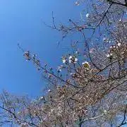 ゆの画像