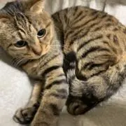 minmi