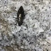 アグル