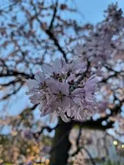 ☆ゆゆママ☆プロフ必読の画像