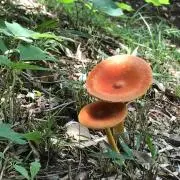 KINOKOの画像