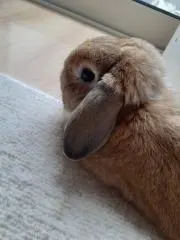 maru