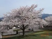 モルペコの画像
