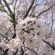 ペーコの画像