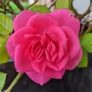 もかの画像