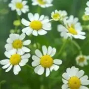 りんごの画像