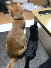 にゃんきちの画像