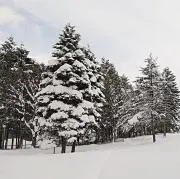 みかんの画像