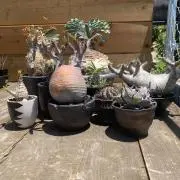 植物を買う。様専用ペラルゴニウム・ミラビレ 発根済み鉢付き 現地株