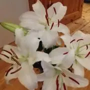FLAK 88の画像