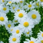 【断捨離中】2児のママの画像