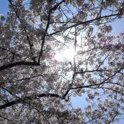 ぱぴまま【常識のある方大歓迎】の画像