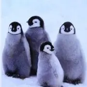 ✴︎ぺんぎん✴︎の画像