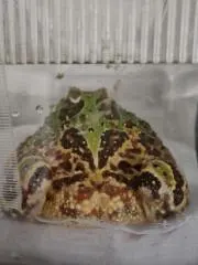 P丸