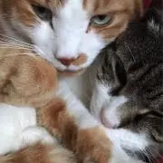 ゆみ