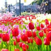 Saku.の画像