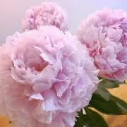 あやにゃん☆の画像