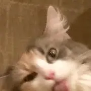 RRRの画像