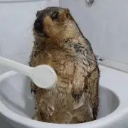 nakaの画像