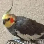 なばば
