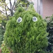 はやP