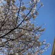 mielの画像