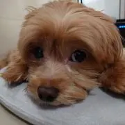 ayapanmanの画像