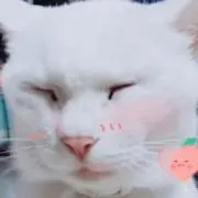 みちばち