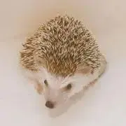 うにの画像