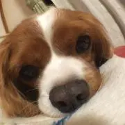 まろんの画像