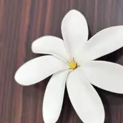 ティアレの画像