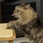 Hikariの画像