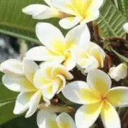 maui Pua melia プロフ必読の画像