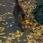 ねこ店長の画像