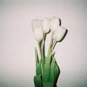 よねの画像