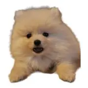ともたん