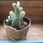☆cactus☆