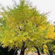 midoriの画像