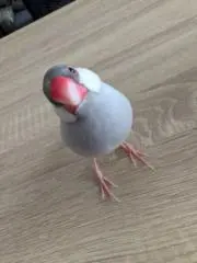 kryoの画像