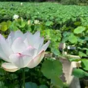 アラマキの画像