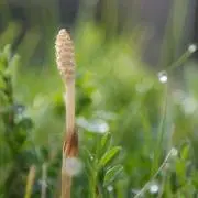 つくし